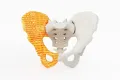 3d printed pelvis bone