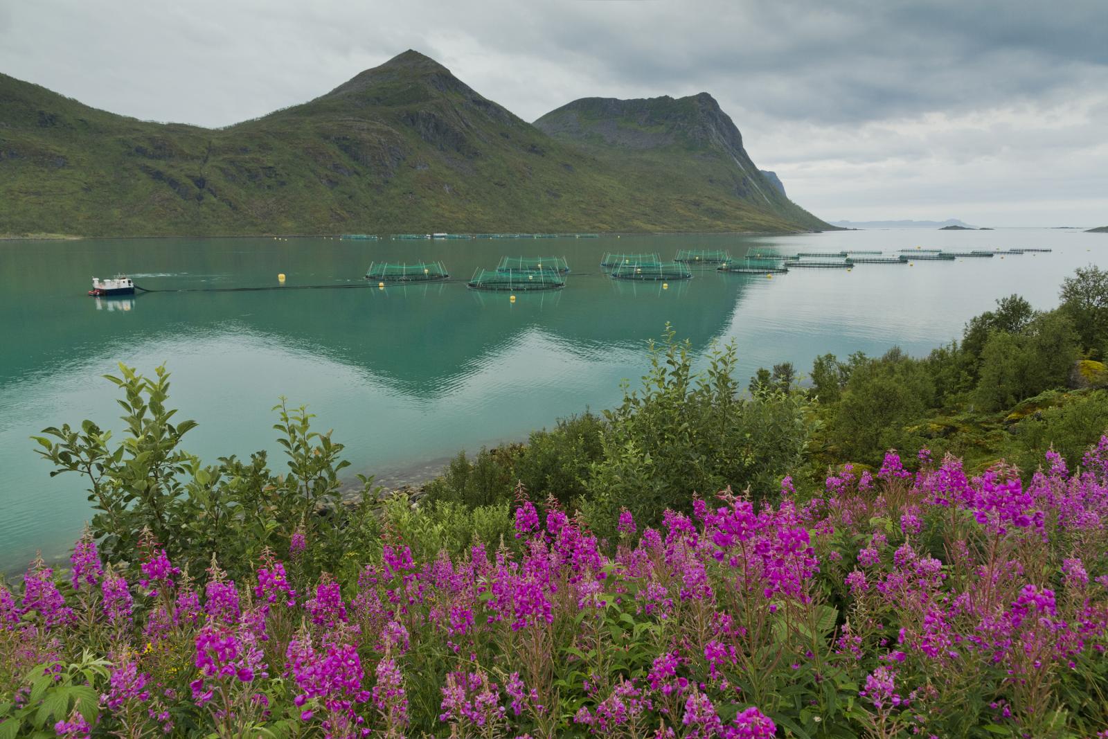 Media Name: torskefjorden_with_fish_farms_and_fireweed.jpg
