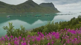 Media Name: torskefjorden_with_fish_farms_and_fireweed.jpg
